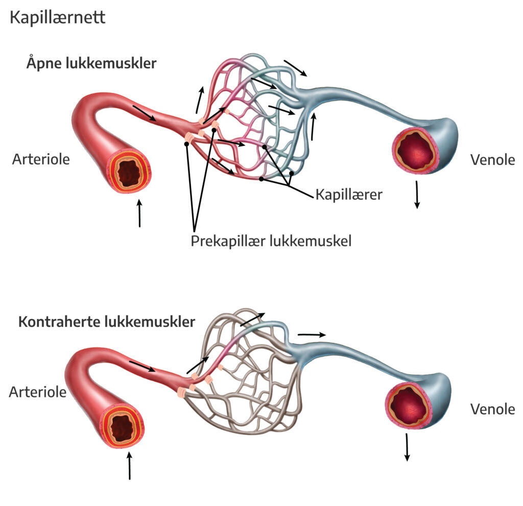 Kapillaernett